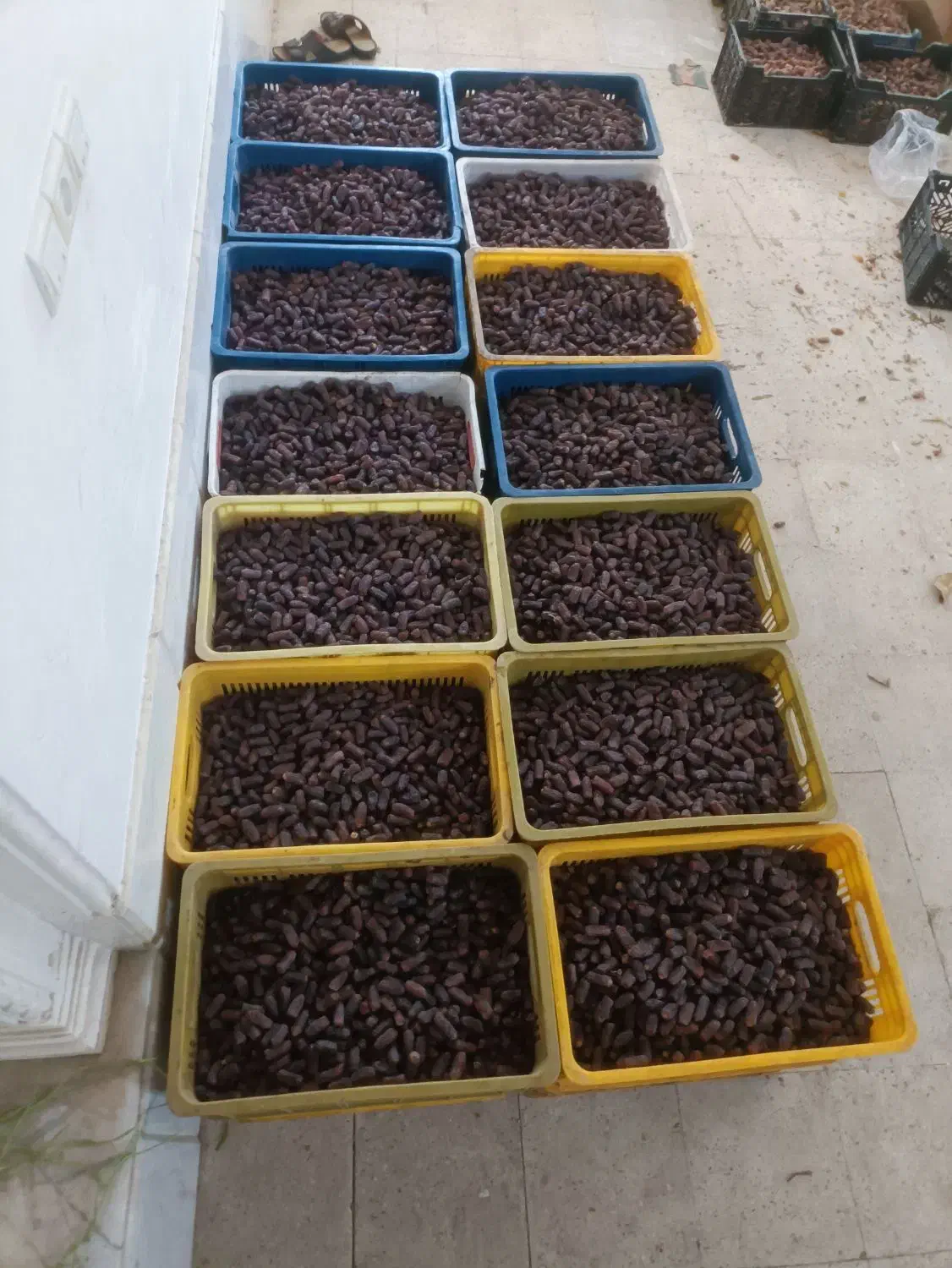 پیارم درجه یک خوب  گوشتی درشت|عمده‌فروشی|جهرم, |دیوار