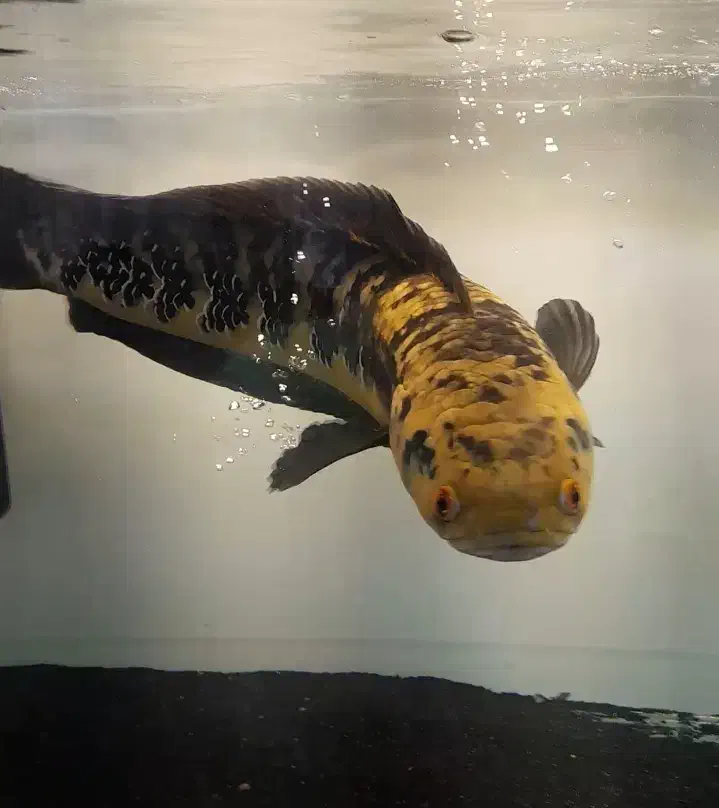 ماهی چانا یلومارو ۶۵ سانت (سایروس)|ماهی|شاهدشهر, |دیوار