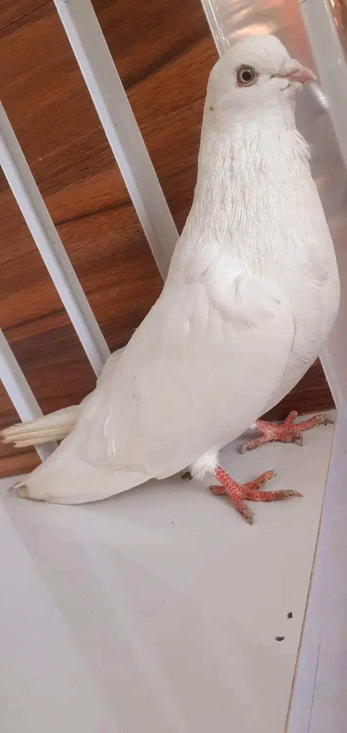 سفید نر|پرنده|میاندوآب, |دیوار