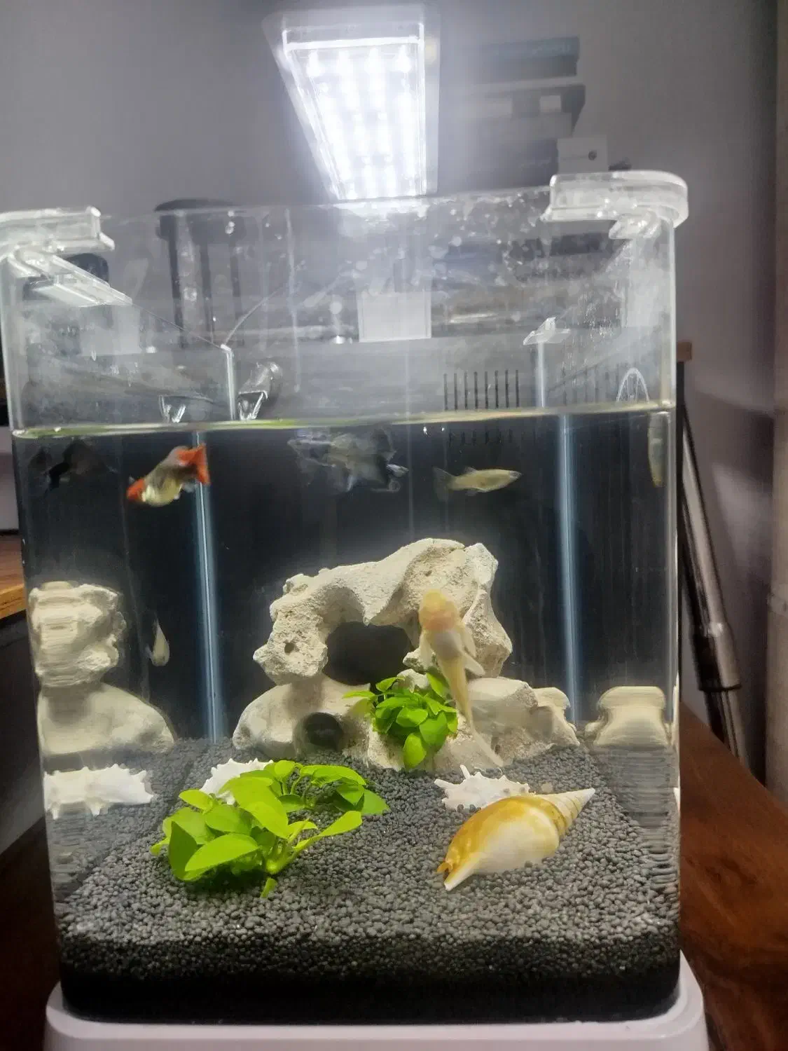 آکواریوم b102 دلسا با ماهی|ماهی|تهران, نعمتآباد|دیوار