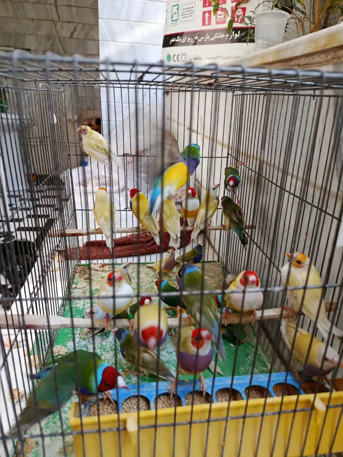 28عدد فنج گلدین زرد و سبز|پرنده|قم, حنیف نژاد|دیوار