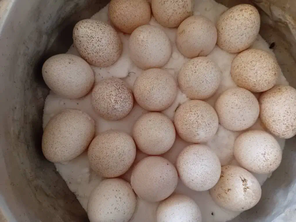 تخم بوقلمون بوربون قرمز|حیوانات مزرعه|سیلاخور, |دیوار