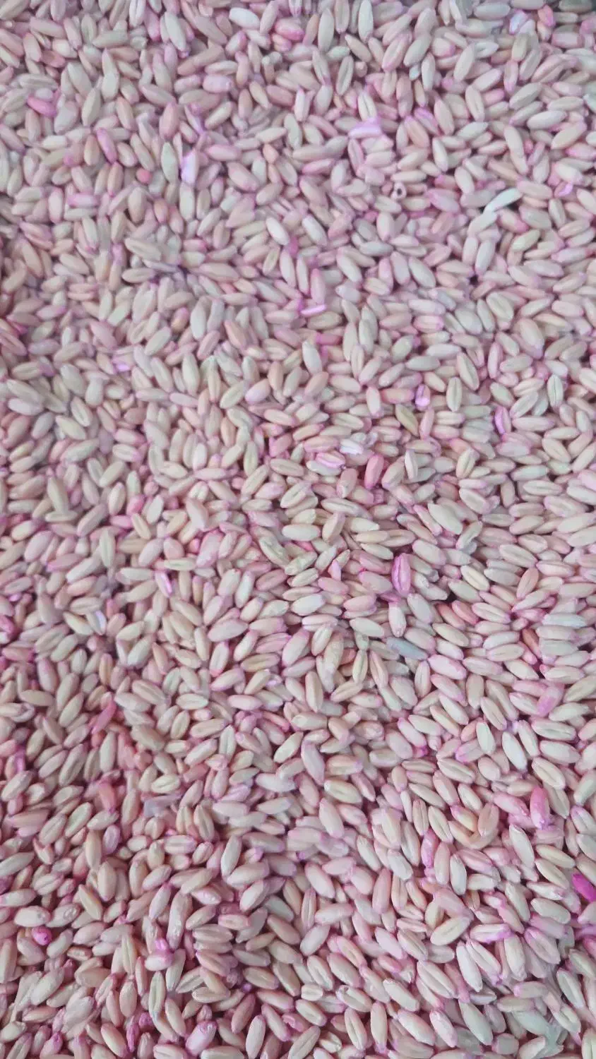 بذر گندم دیم|عمده‌فروشی|فامنین, |دیوار