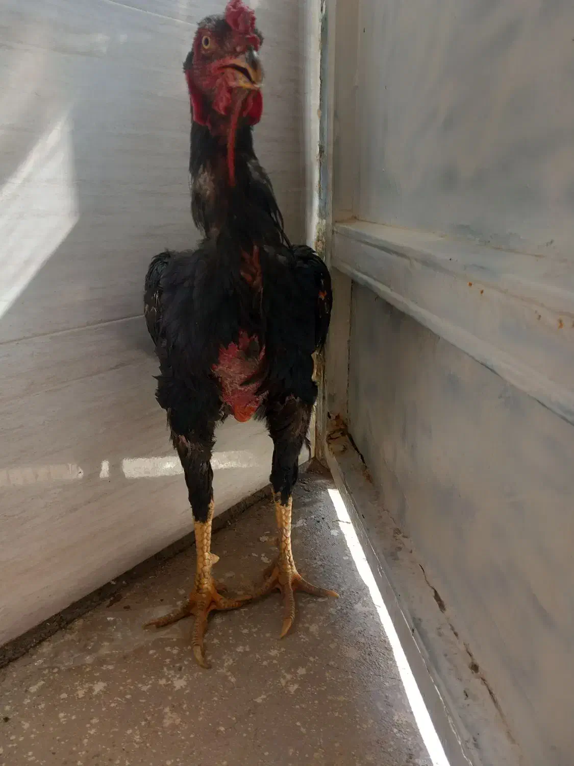 خروس لاری|حیوانات مزرعه|خمین, |دیوار