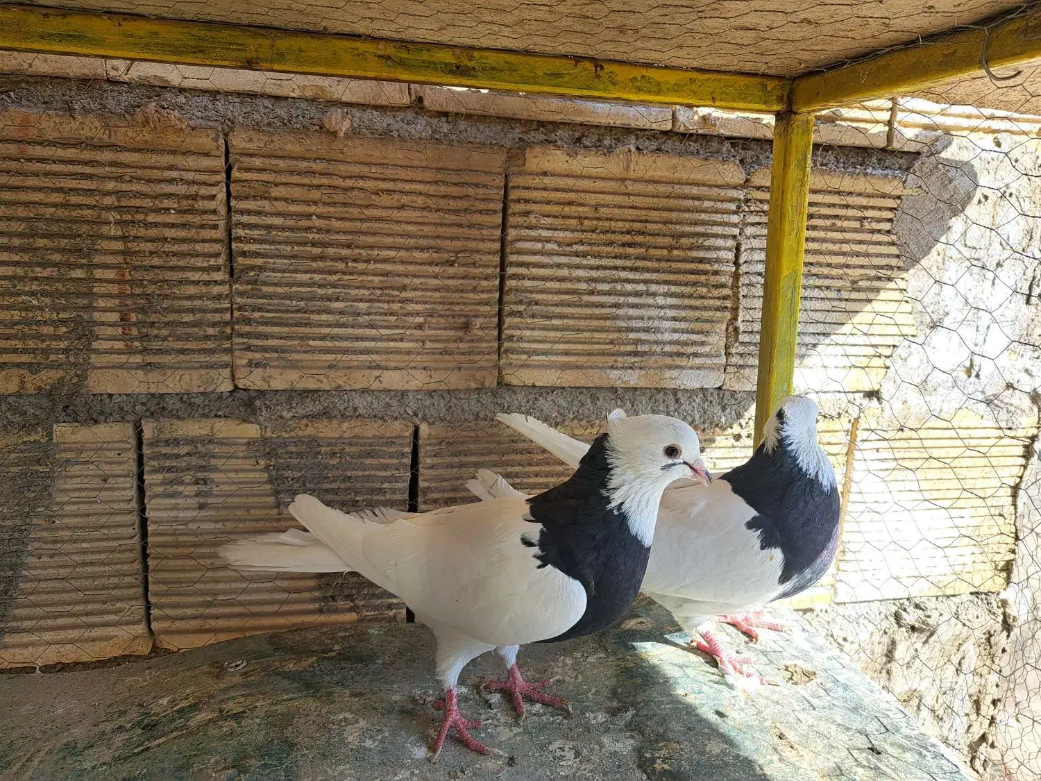 طوقی|پرنده|پیر بکران, |دیوار