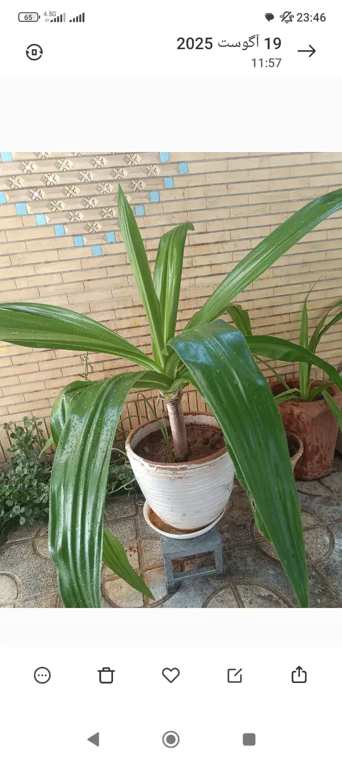 گل های ذرتی بزرگ|گل و گیاه طبیعی|شیراز, شهرک والفجر|دیوار