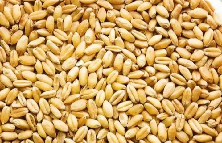 فروش گندم|خوردنی و آشامیدنی|سوری, |دیوار