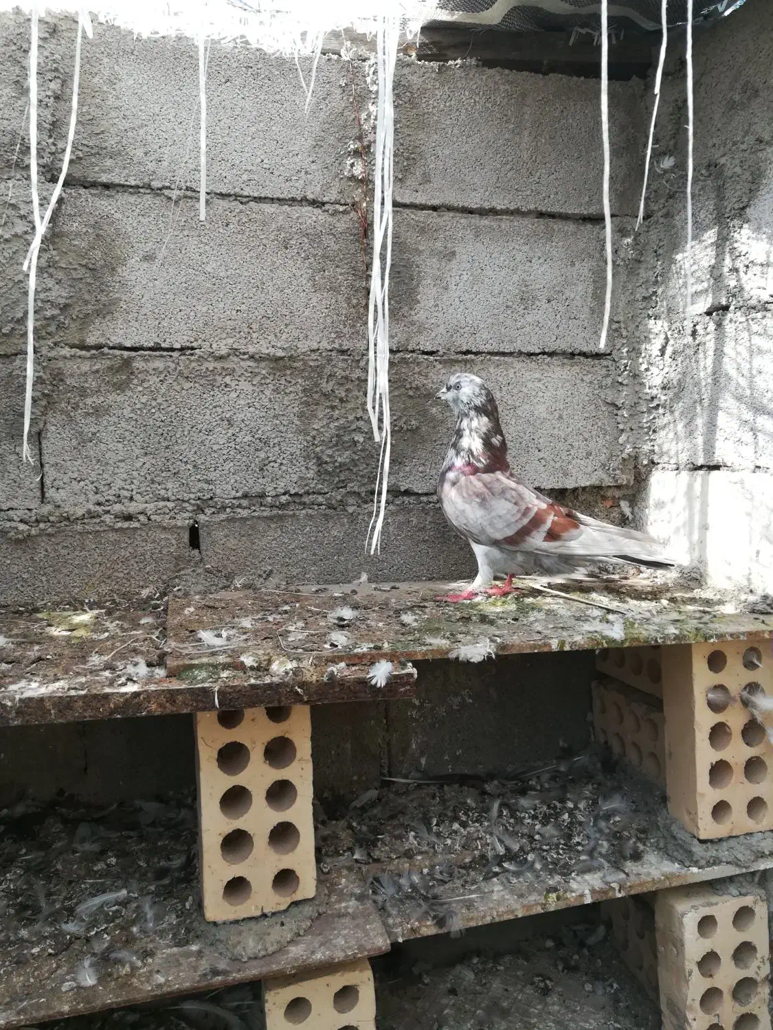 کبوتر سرور و تکپر|پرنده|رامیان, |دیوار