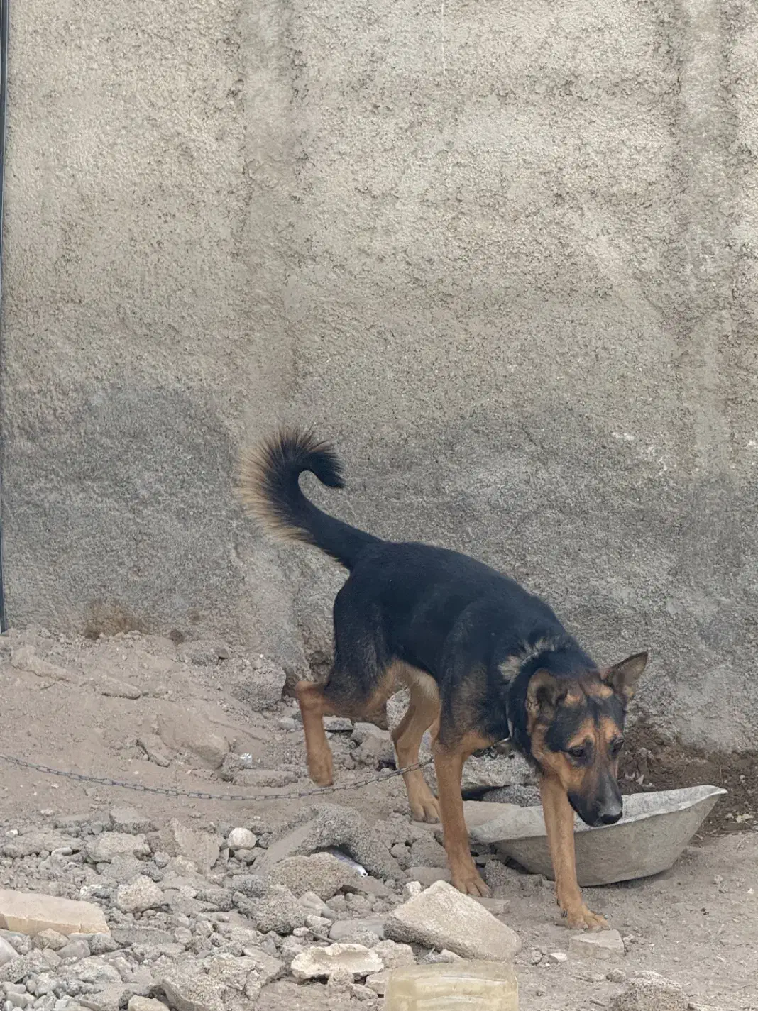 سگ ژرمن نگهبان|سگ|پاکدشت, کبودگنبد|دیوار