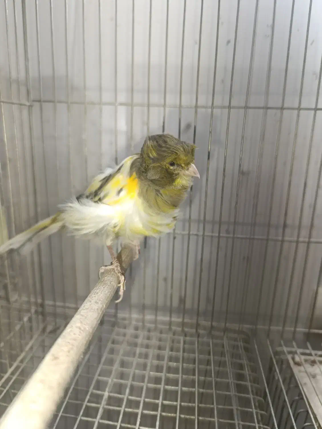 قناری فر ورسمی|پرنده|مبارکه, |دیوار