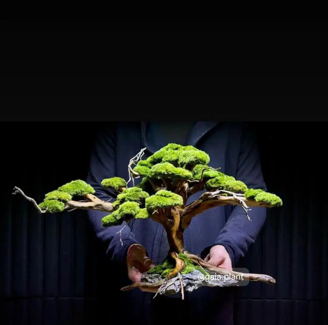 درخت جاودان بنسای دیوارسبز باغچه صخره آینه|گل و گیاه طبیعی|تهران, اکباتان|دیوار