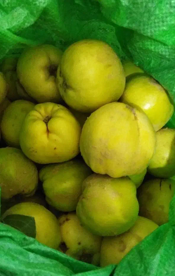 بهی|لباس|جوانرود, |دیوار