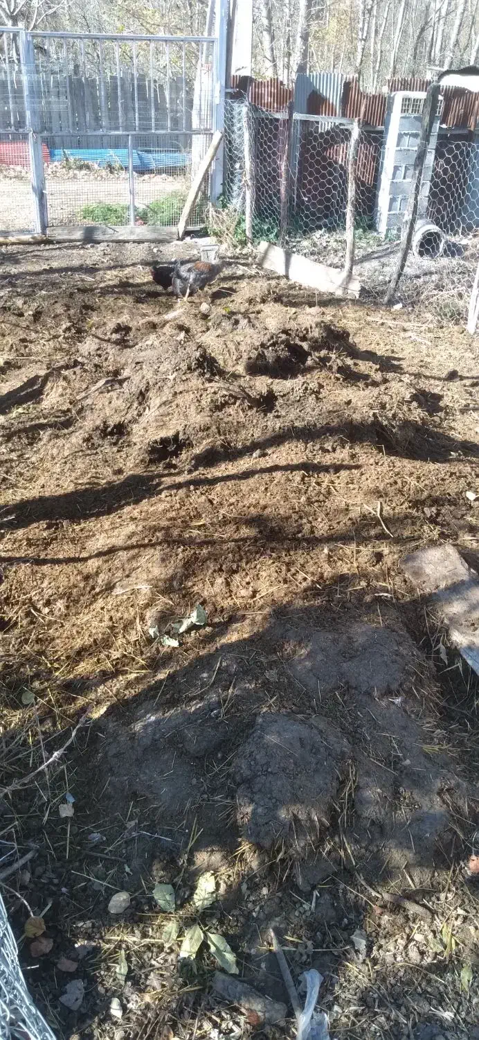 کد حیوانی|خدمات باغبانی و درختکاری|دیلمان, |دیوار