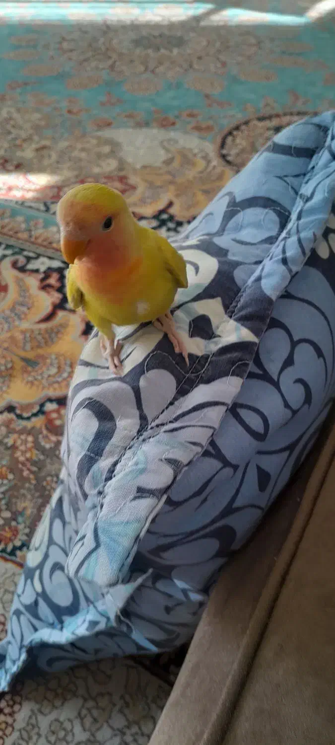 طوطی برزیلی|پرنده|بجنورد, |دیوار