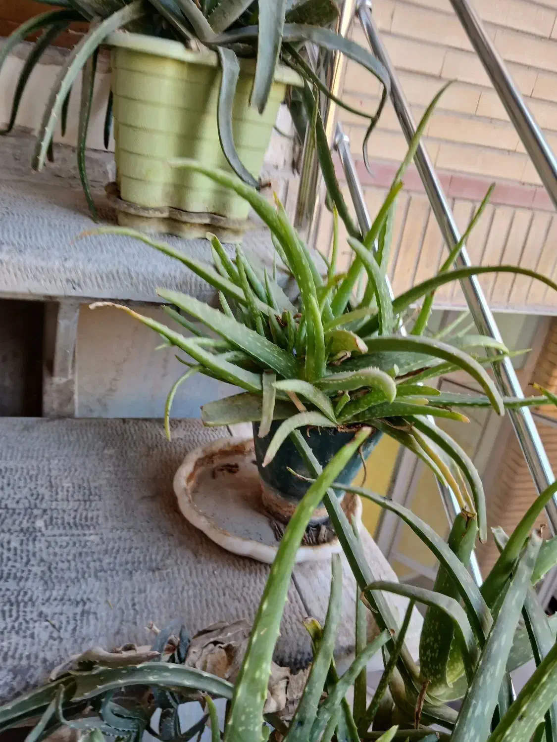 گل و گلدان|گل و گیاه طبیعی|اصفهان, بهارستان (مخابرات)|دیوار