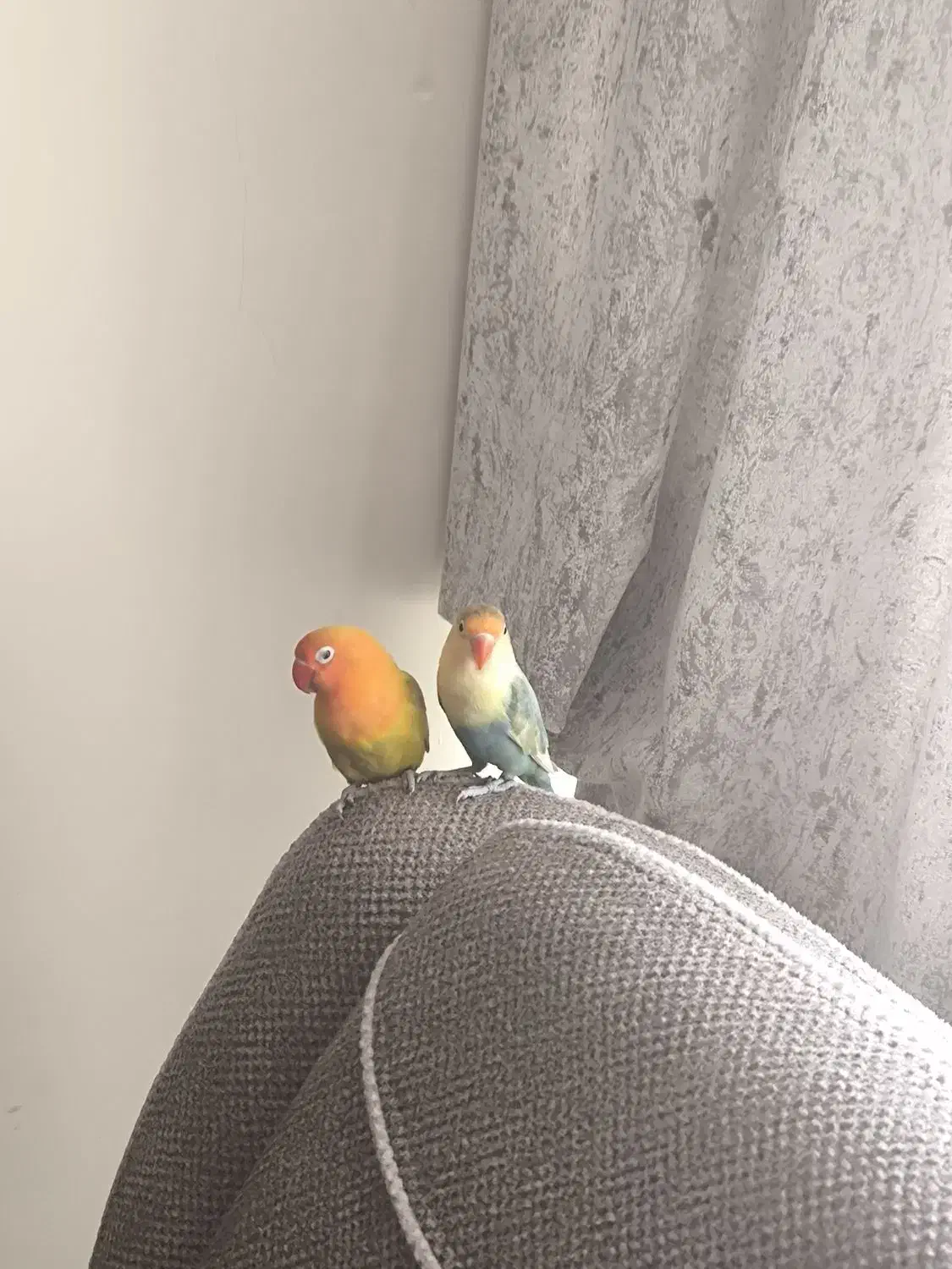 کوتوله برزیلی|پرنده|اصفهان, بهارستان|دیوار