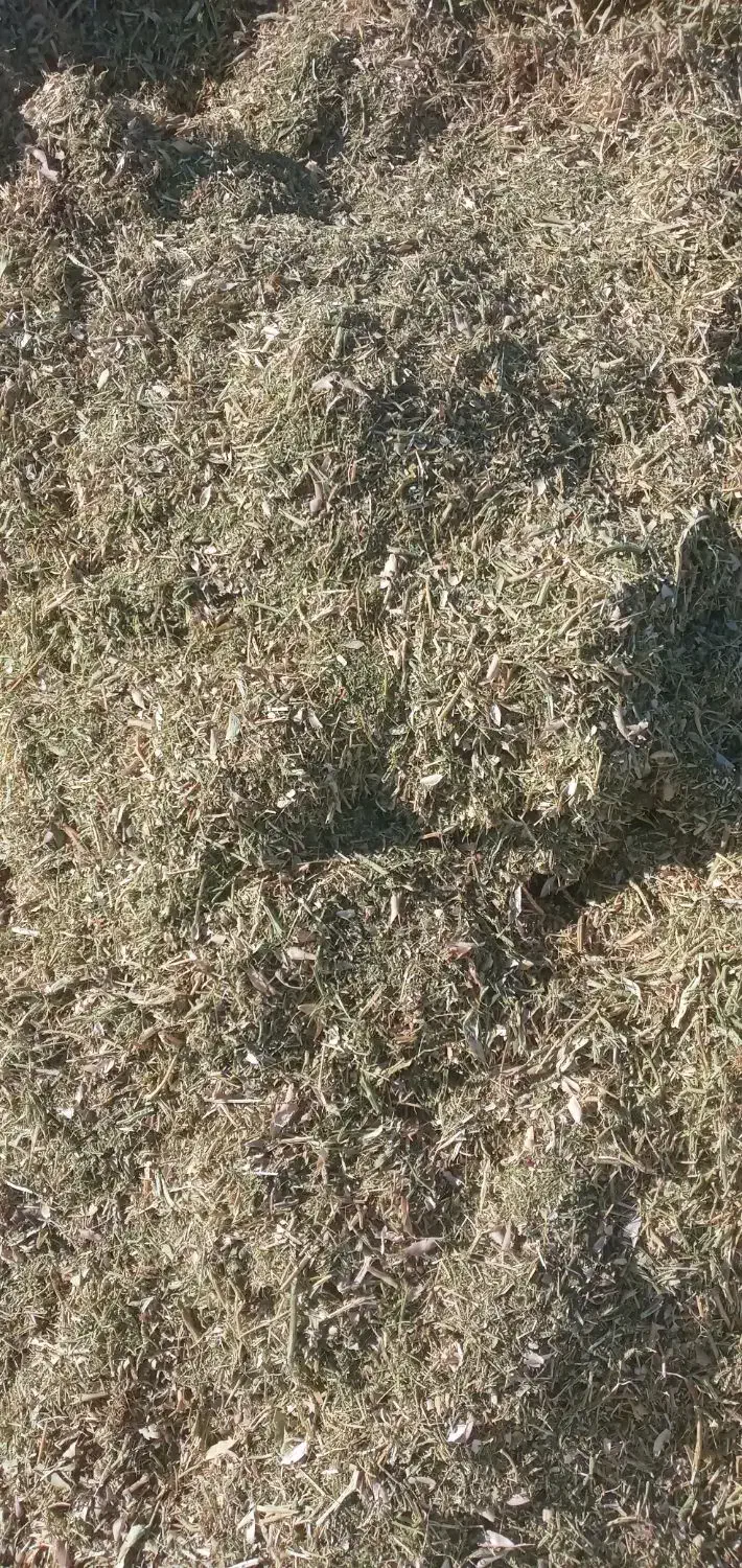 فروش کاه لوبیا|عمدهفروشی|رشت, بلوار گیلان|دیوار