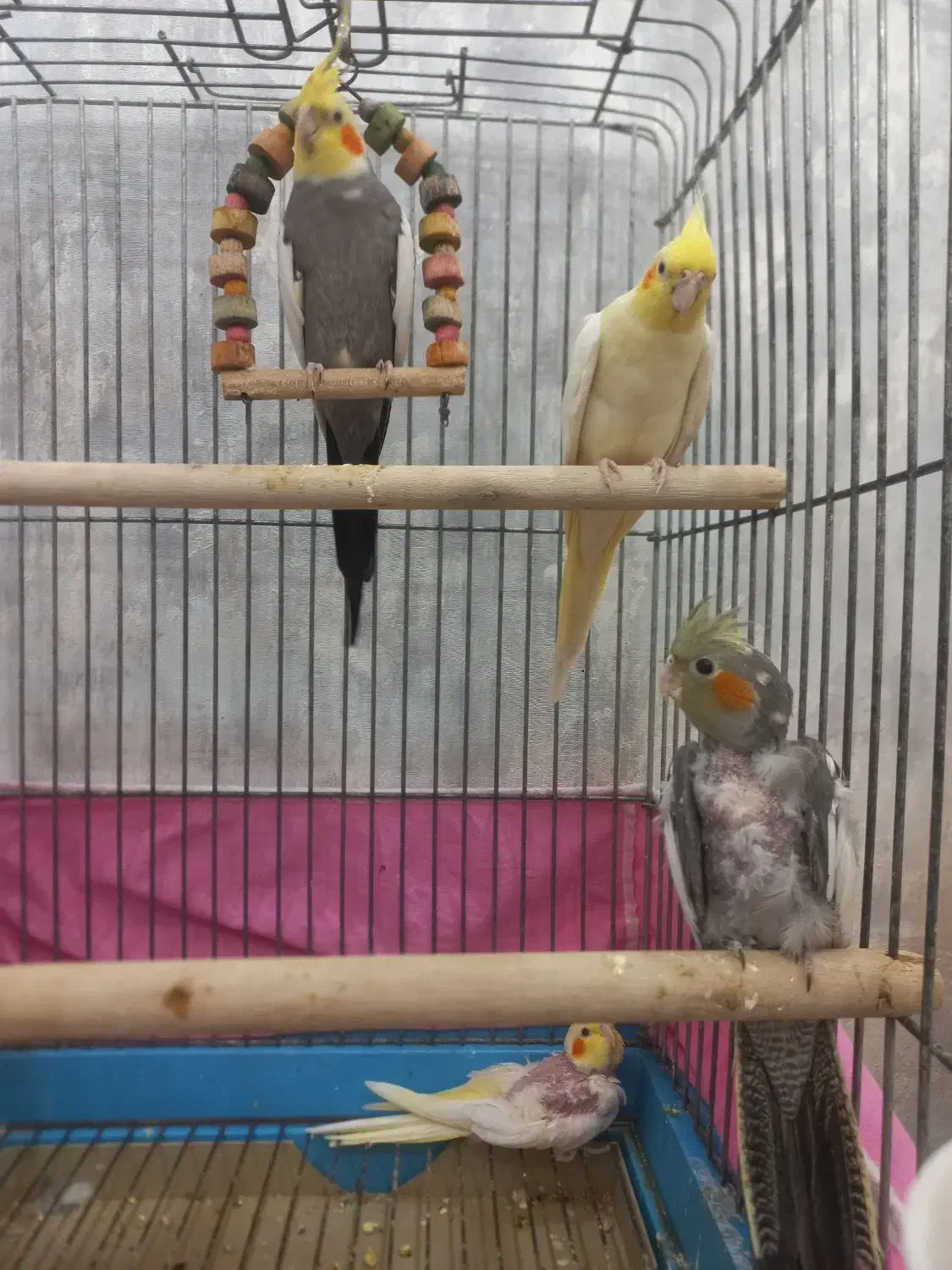 جفت عروس هلندی سخنگو مولد با جوجه|پرنده|اردبیل, |دیوار