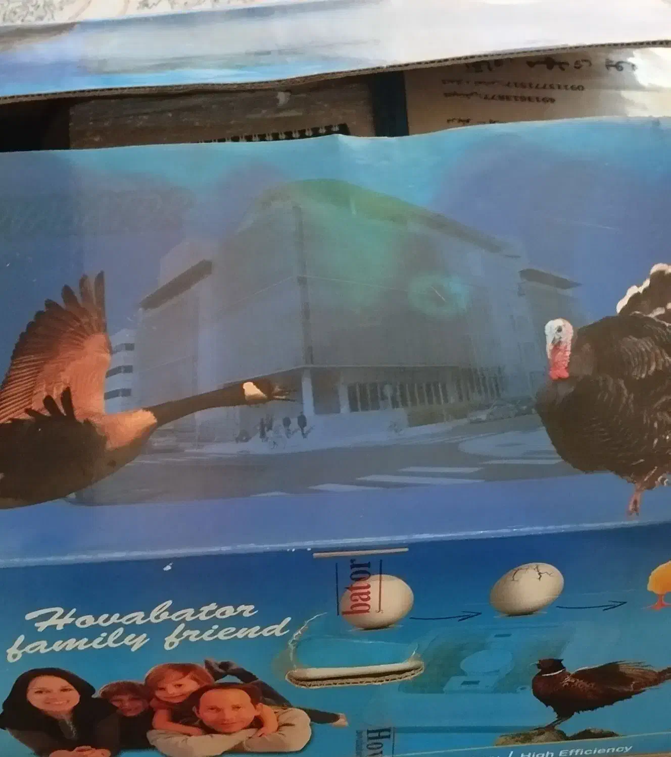 دستگاه جوجه کشی خانگی هواباتور آمریکا|لوازم جانبی حیوانات|گنبد کاووس, |دیوار