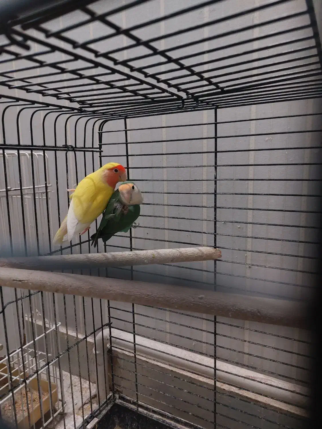 جفت طوطی کوتوله برزیلی مولد با جوجه|پرنده|تهران, مینای جنوبی|دیوار