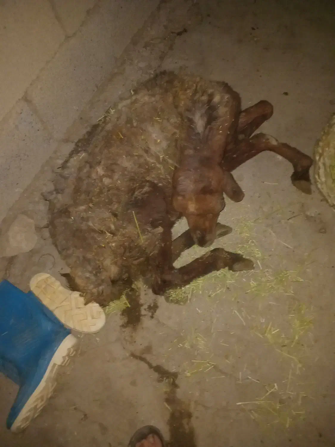 گوسفند|حیوانات مزرعه|زاغه, |دیوار