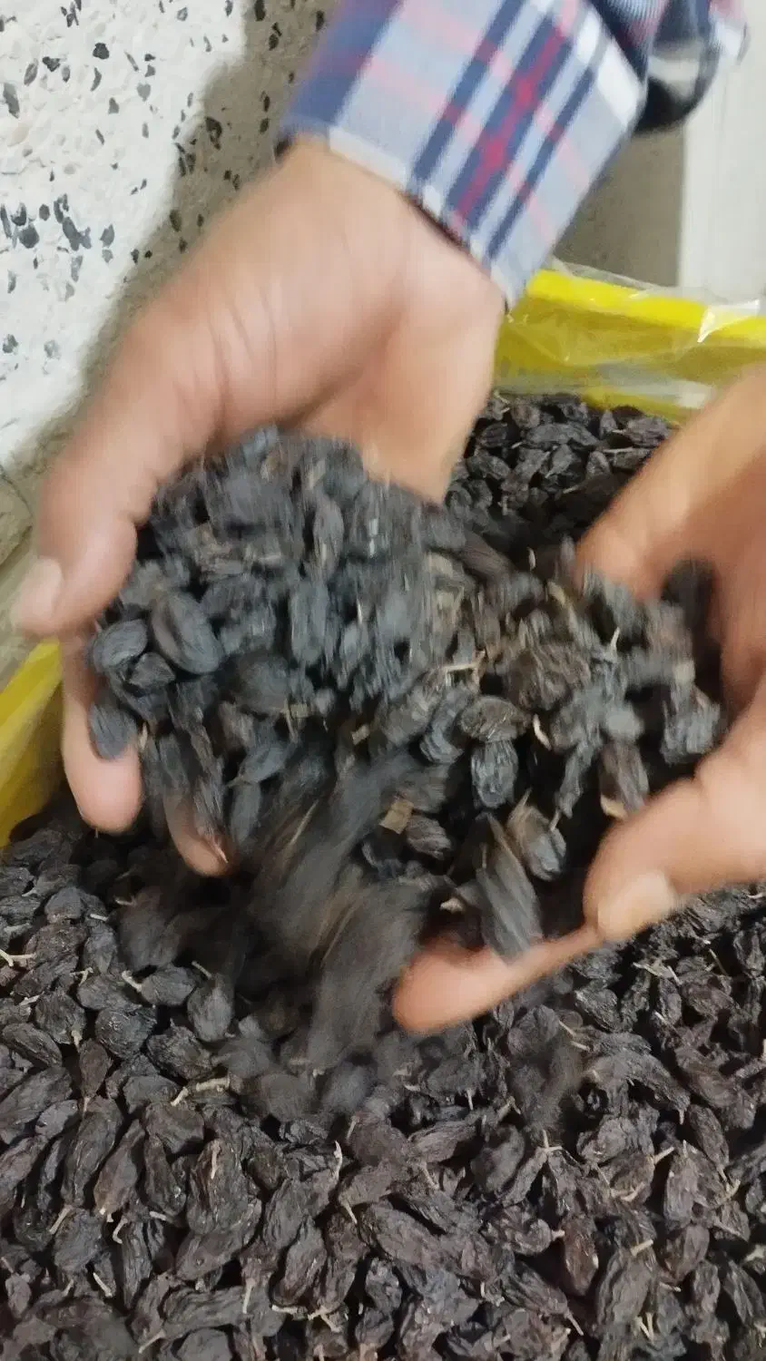 کشمش فخری|خوردنی و آشامیدنی|عجب شیر, |دیوار