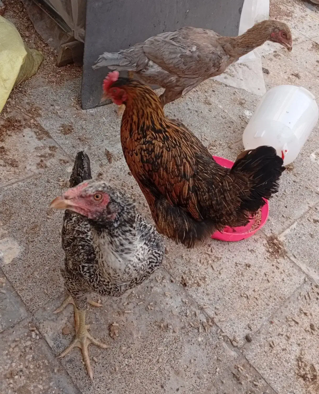 مرغ و خروس لاری|حیوانات مزرعه|مشهد, ابوذر|دیوار