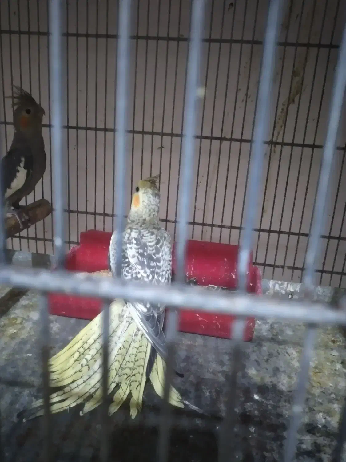 عروس هلندی|پرنده|برخوار, |دیوار