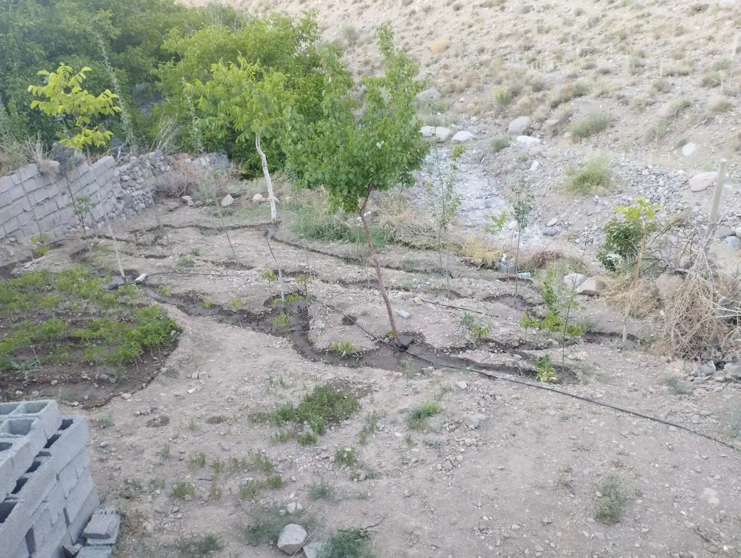 فروش زمین در شهرستان بردسیر روستای بید خوان|فروش زمین و ملک کلنگی|بردسیر, |دیوار