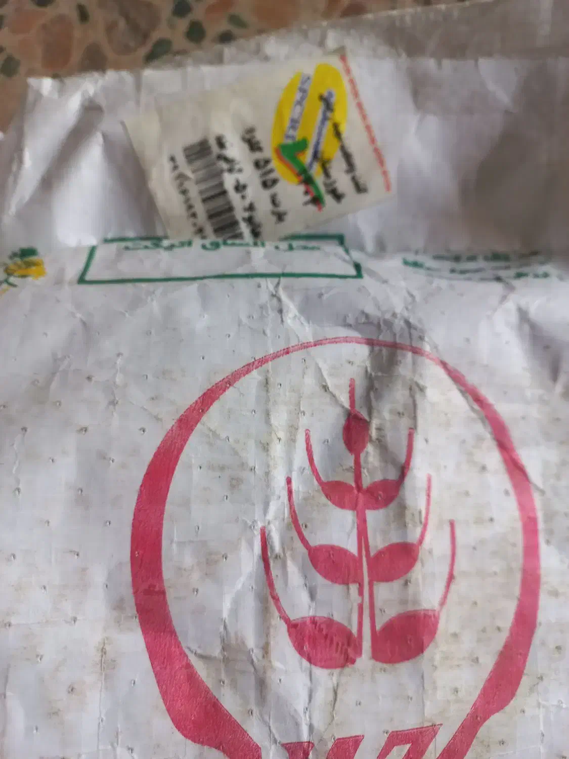 بذرکلزا درجه یک هابولا 50|خدمات باغبانی و درختکاری|دره شهر, |دیوار