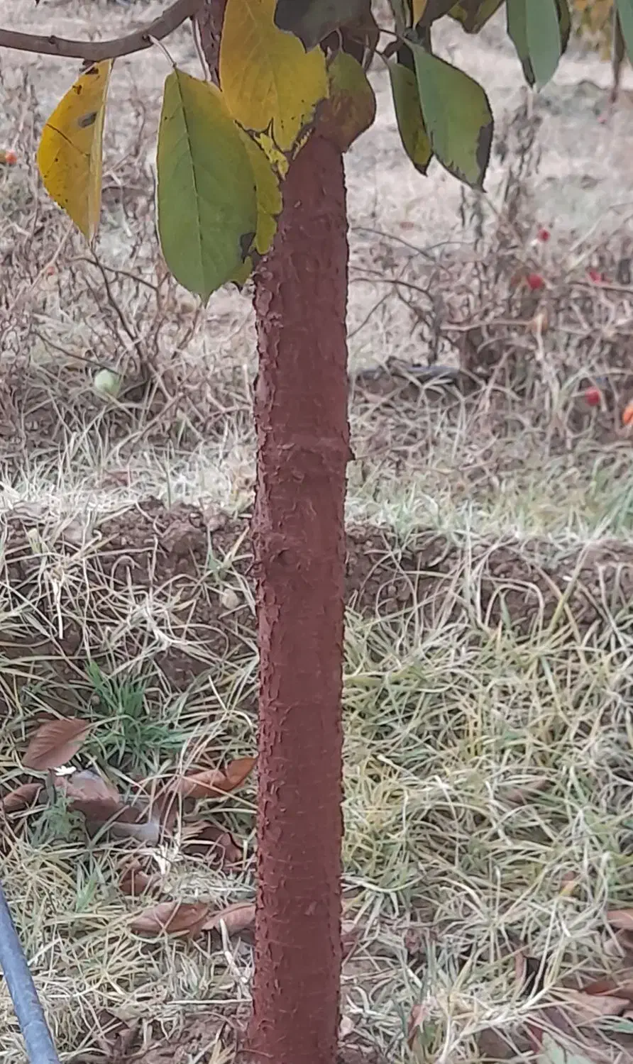 کاشت انواع نهال ها. رنگ کردن تنه درختان . چال کود|خدمات باغبانی و درختکاری|سقز, |دیوار