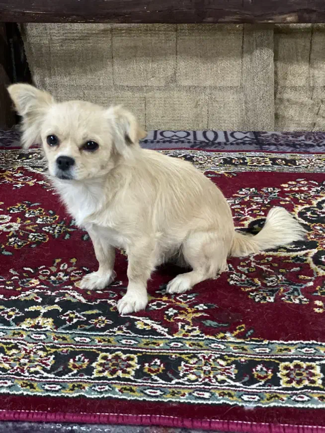 سگ پامرین|سگ|کرمانشاه, |دیوار