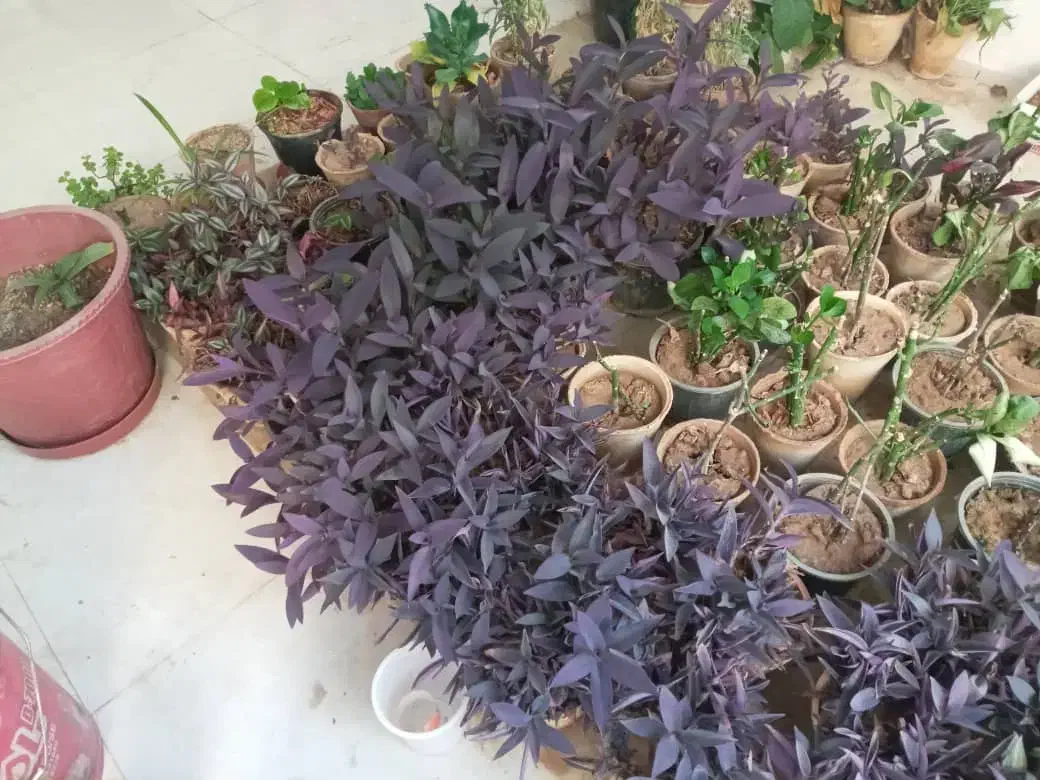 تعدای گل آپارتمانی فروش به صورت یکجا|گل و گیاه طبیعی|خمینی‌شهر, |دیوار