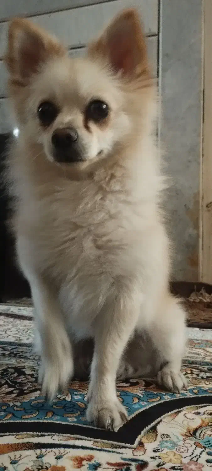 سگ دزدیده شده|حیوانات|اصفهان, مارچین|دیوار