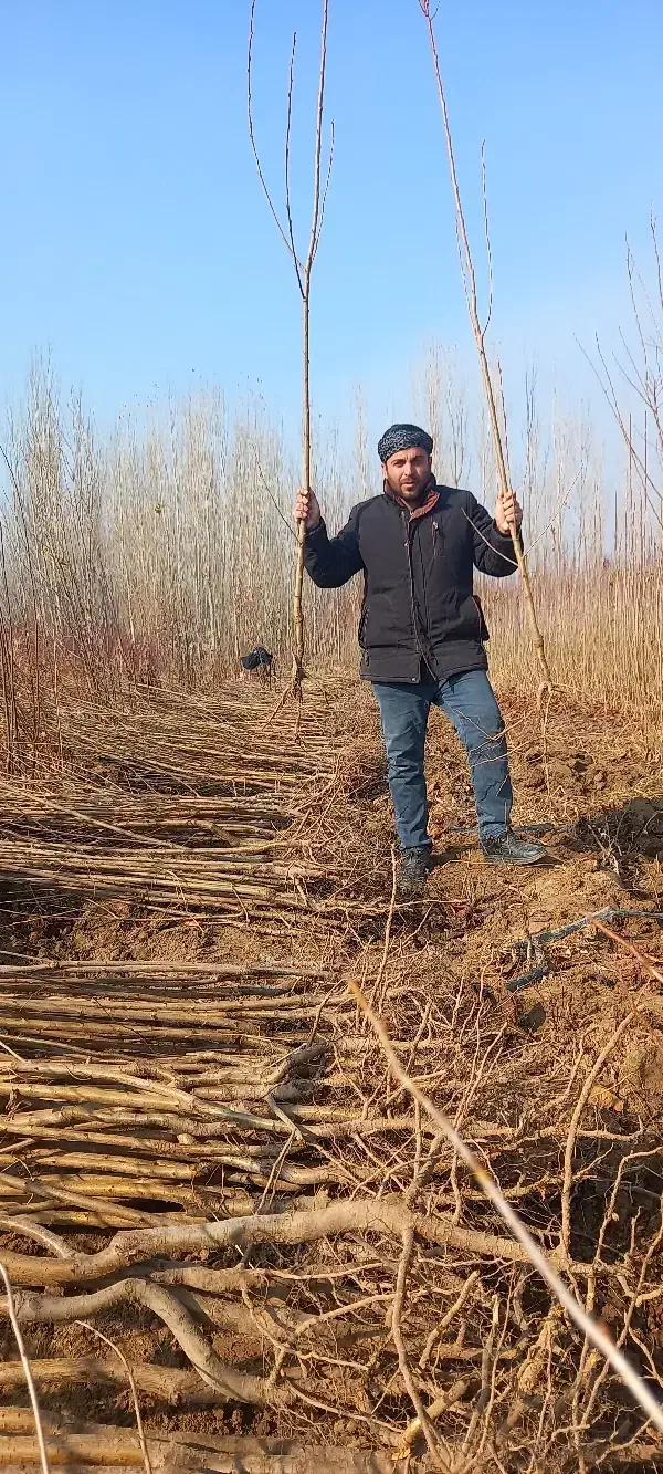 فروش نهال های پایه رویشی|خدمات باغبانی و درختکاری|همدان, |دیوار