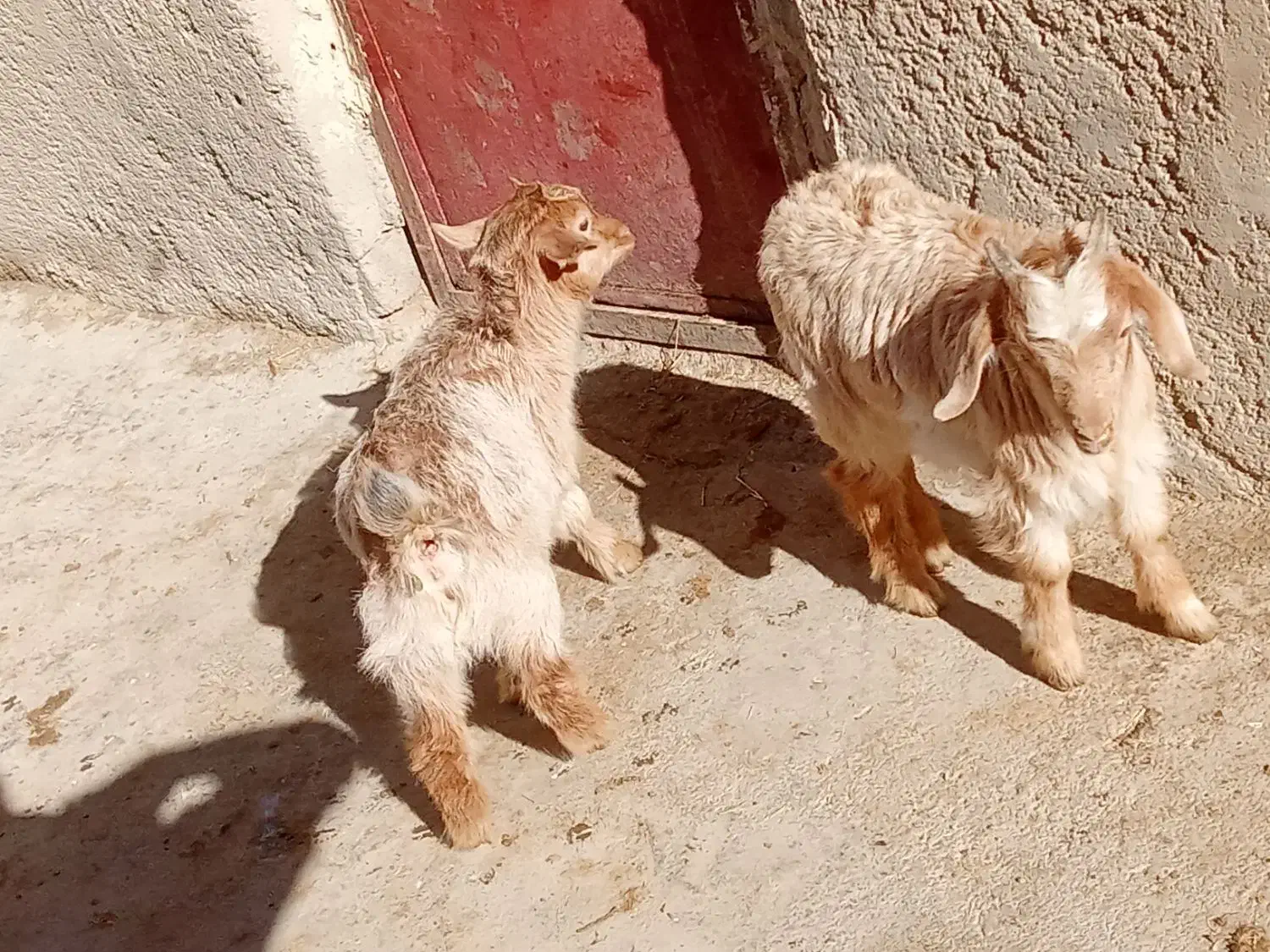 بزغاله|حیوانات مزرعه|کنگاور, |دیوار