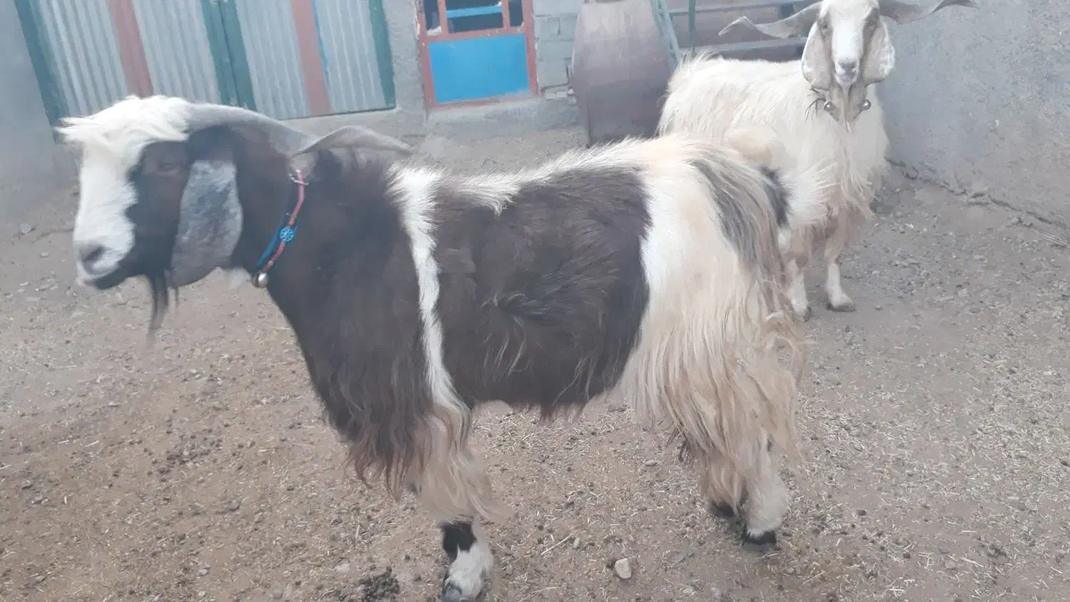 فروشی|حیوانات مزرعه|کوهدشت, |دیوار