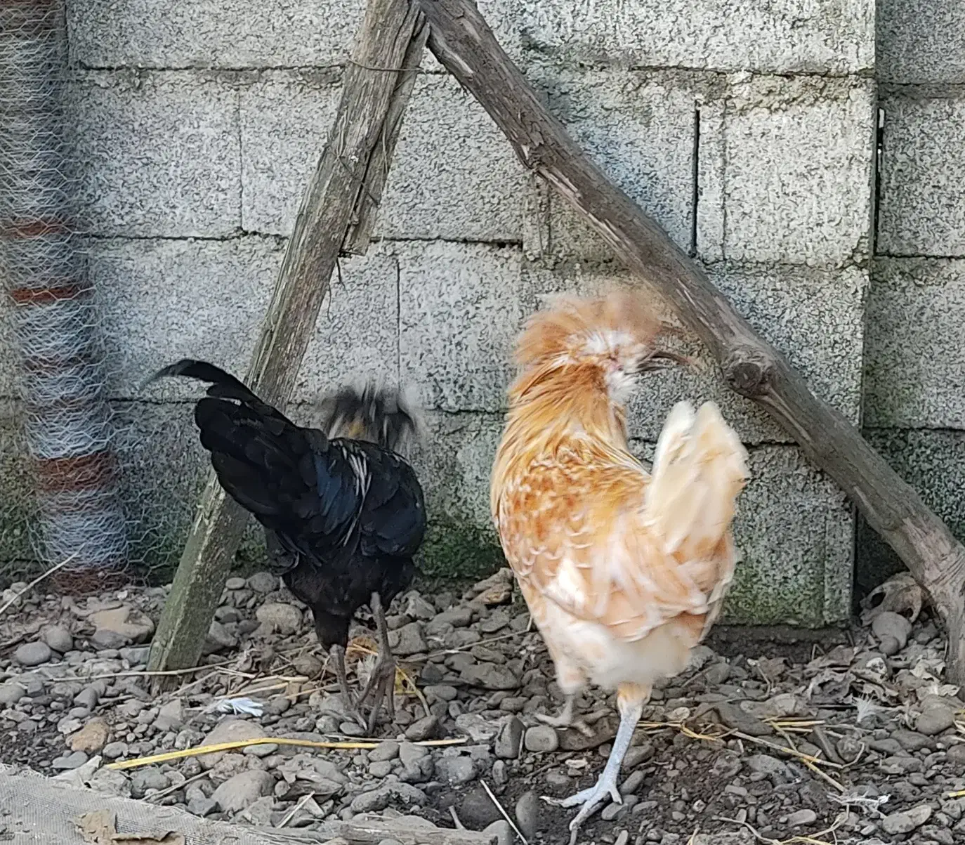 دو عدد خروس لهستانی|حیوانات مزرعه|رشت, احمد گوراب|دیوار