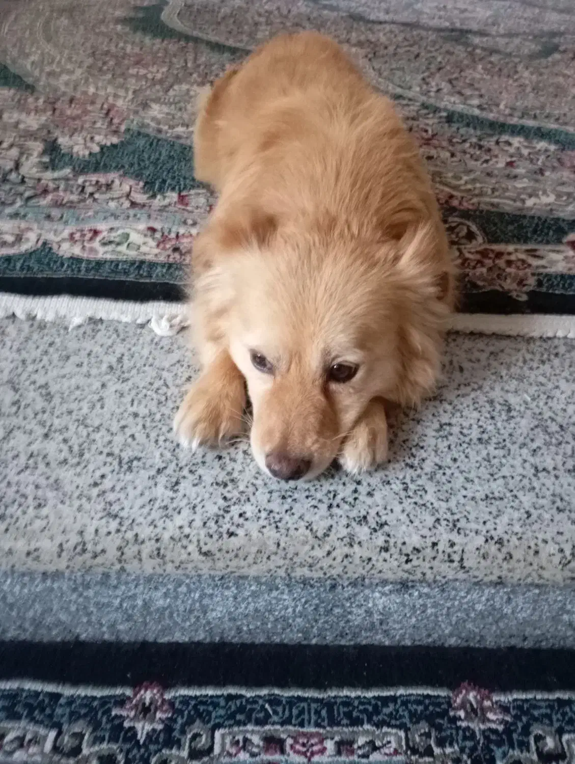 سگ ژرمن اشپیتز آلمان|سگ|کرمان, |دیوار