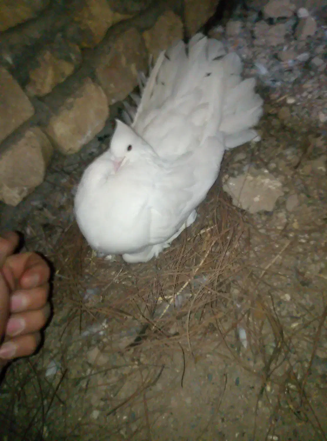 کبوتر دم چتری ماده|پرنده|خمینیشهر, |دیوار