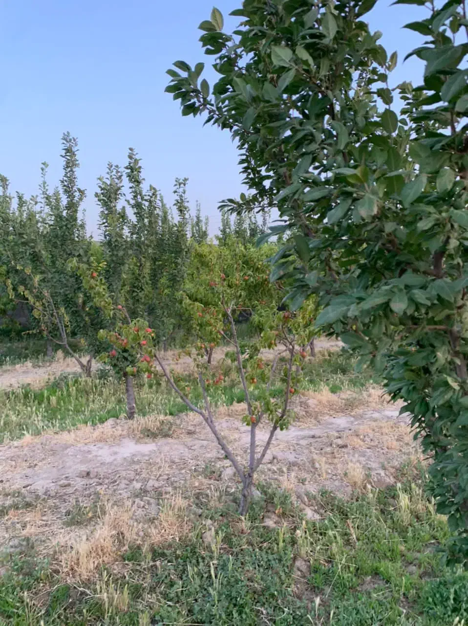 باغ|فروش زمین و ملک کلنگی|رباط‌کریم, الارد|دیوار