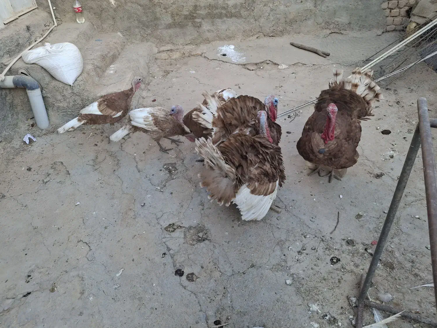 بوق چاق|حیوانات مزرعه|سرپل ذهاب, |دیوار