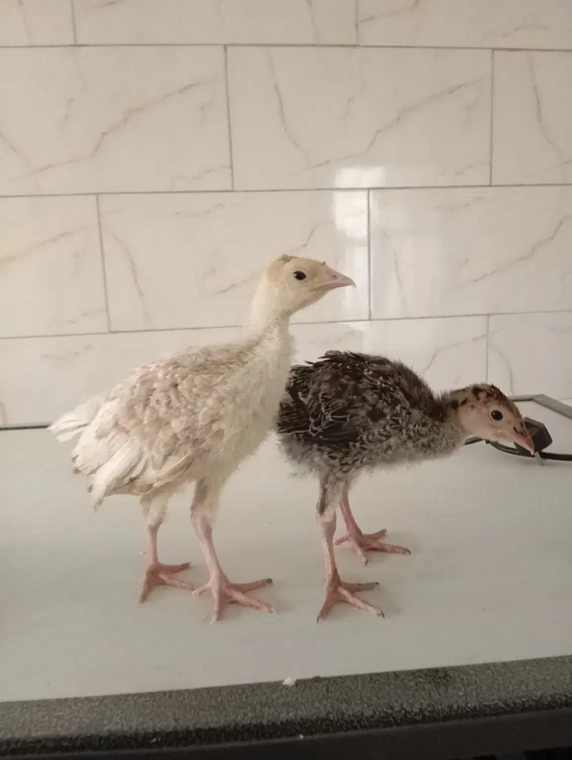 جوجه بوقلمون برنز و بوربون واکسن خورده|حیوانات مزرعه|تهران, استاد معین|دیوار