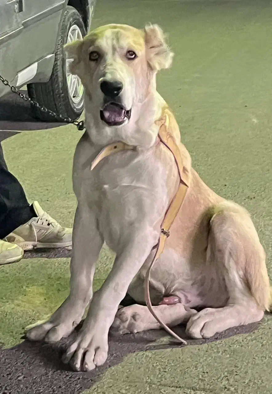 گمشده|حیوانات|رباط‌کریم, رباط‌کریم|دیوار