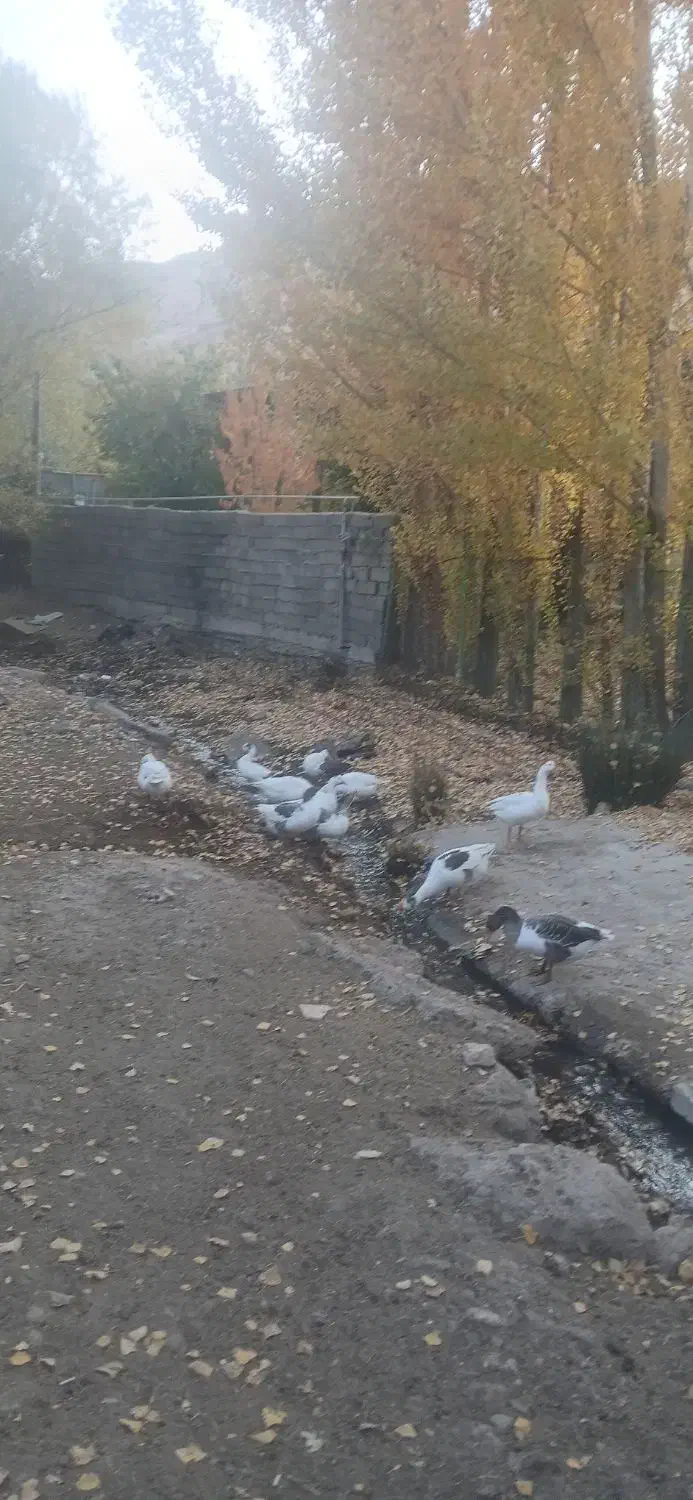 گاز محلی|حیوانات مزرعه|قیدار, |دیوار