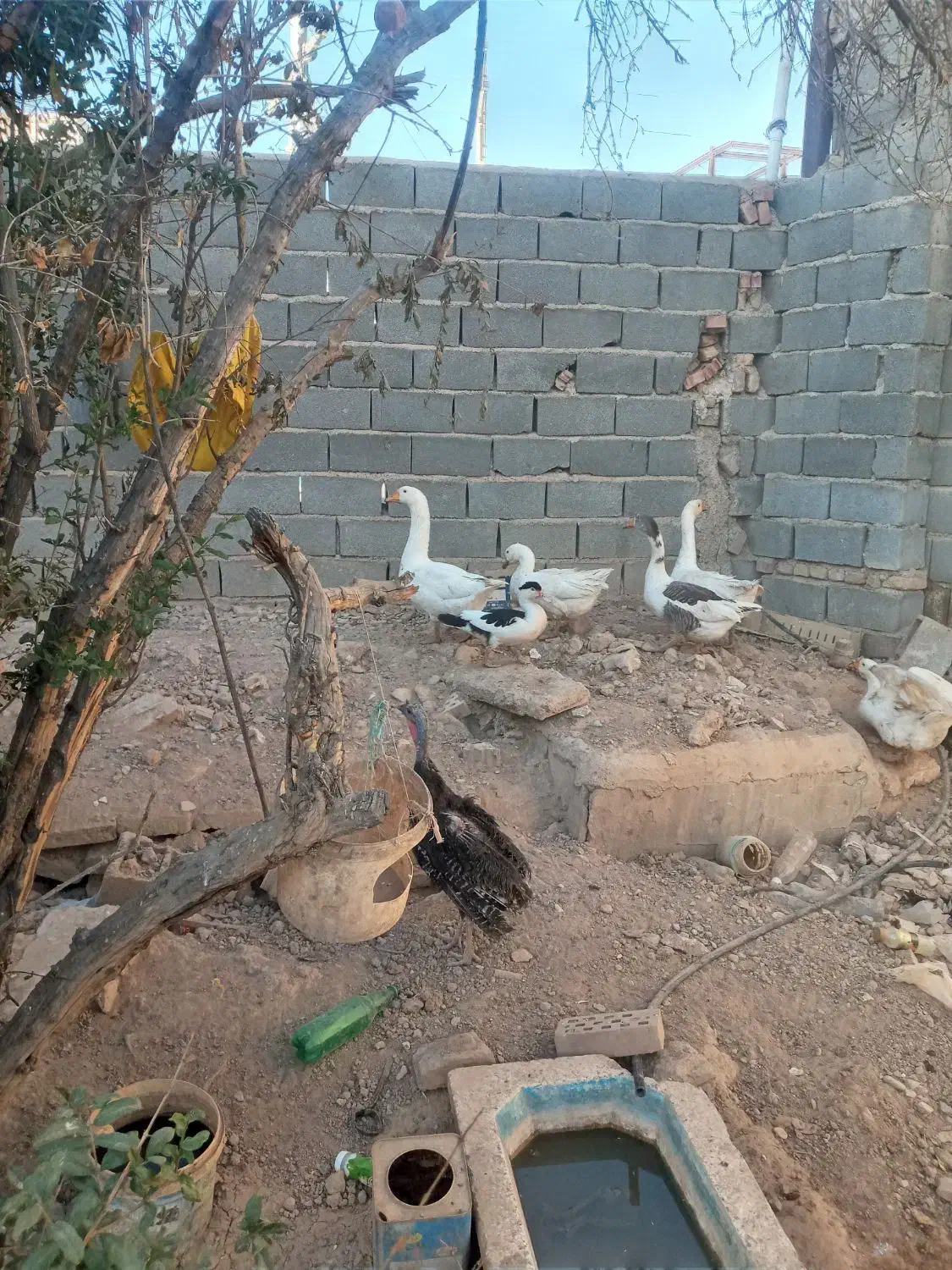 برای جابه جای به فروش میرسد|حیوانات مزرعه|شریفآباد, |دیوار