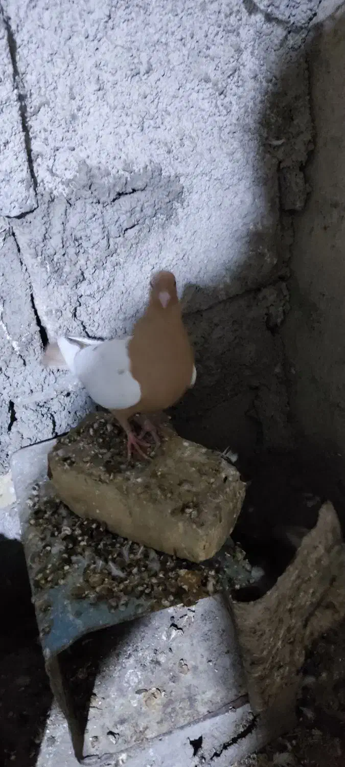 کفتر سینه زرد پرتقالی|پرنده|کازرون, |دیوار