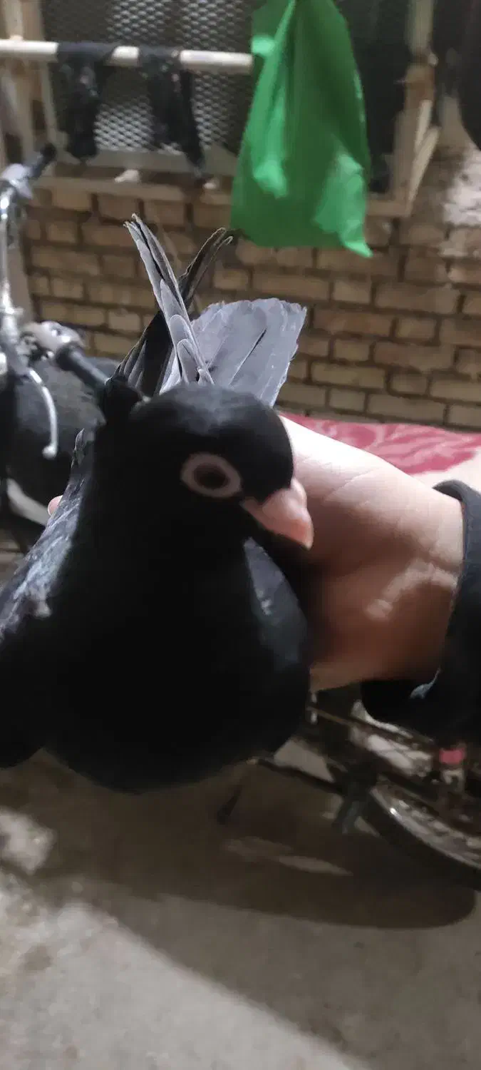 کفتر زاغ درجه یک|پرنده|امیدیه, |دیوار