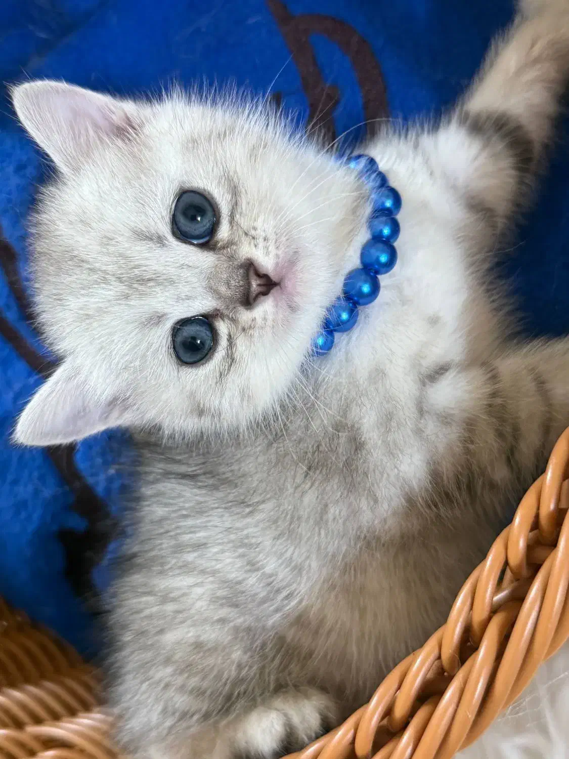 گربه بریتیش اسکاتیش اصیل|گربه|گرگان, |دیوار