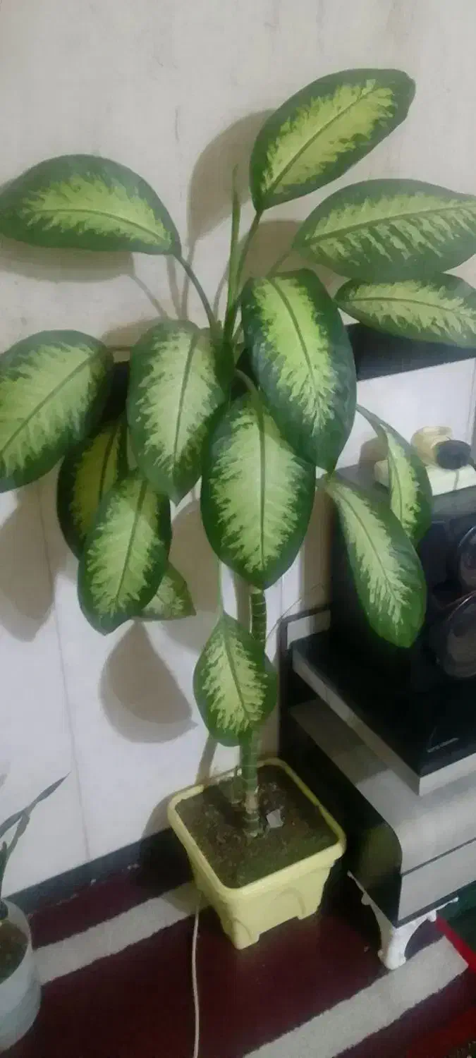 گل دیفن|گل و گیاه طبیعی|سنقر, |دیوار